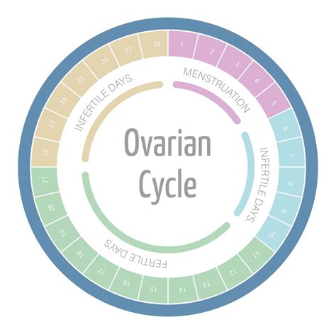 Fertility calculator and chances of getting pregnant according to your ...