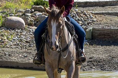 Clinton Anderson Method Trained Aphc Mare