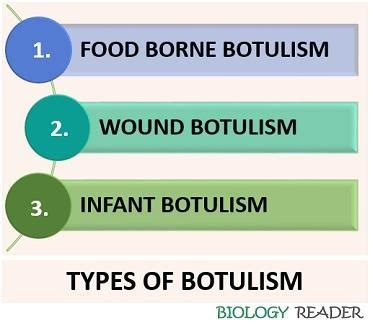 What Is Botulism Disease Definition Symptoms Pathogenesis Biology