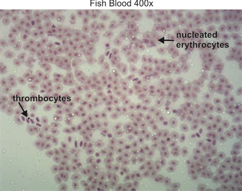 Typical Animal Cell 400x Dissection Connection