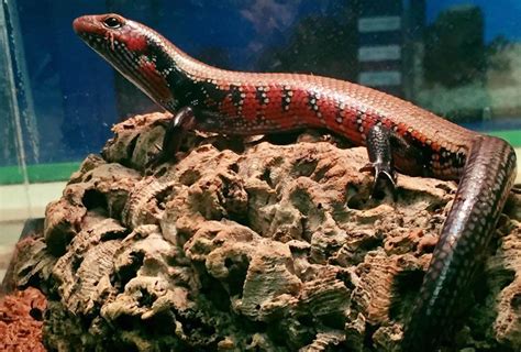 The Fire Skink Care Guide And Species Profile