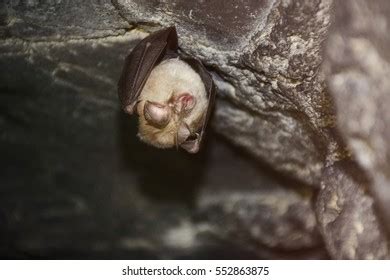 Bat Sleeping Cave Stock Photo 552863875 | Shutterstock