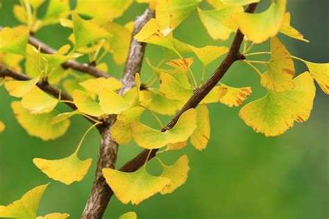 Las Hojas Del Rbol Ginkgo O Del Rbol Maidenhair Est N Cambiando De