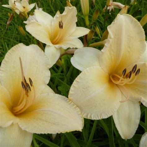 6x Daglelie Hemerocallis ‘helle Berlinerin Pot 9x9cm Bol