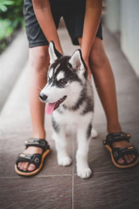 Husky Siberiano Um Guia Completo Sobre A Ra A Petpedia