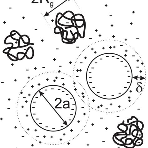 Schematic Drawing Of Two Negatively Charged Colloidal Particles With Download Scientific