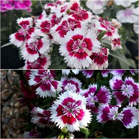 Buy Dianthus Merry Go Round Seeds Online Happy Valley Seeds