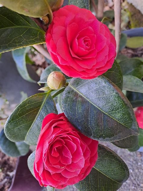 Camellia Roger Hall P Pini Res Des Vents