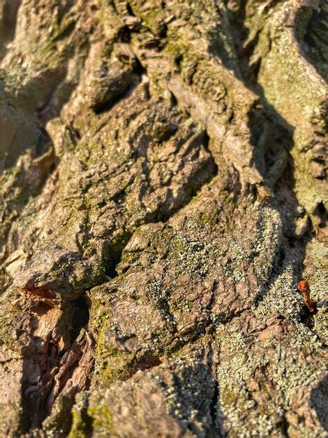 Un Gros Plan D Une Corce D Arbre Avec Un Arbre En Arri Re Plan Photo