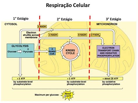 O Ciclo Do ácido Cítrico E Um Conjunto De Reações