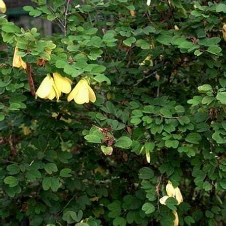 Bauhinia tomentosa (Yellow Bell Bauhinia) - Plantinfo