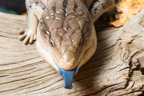 What Do Blue Tongue Skinks Eat A Z Animals