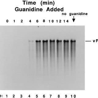 Guanidine Hcl Inhibits Rna Replication During The Initiation Of