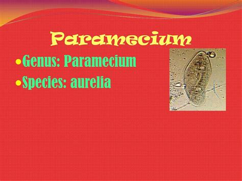 PPT - Protista PowerPoint Presentation, free download - ID:6630023