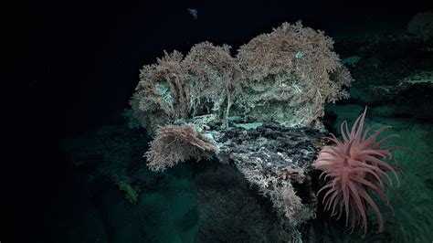 Illuminating Coral Environments From Shallow To Deep Schmidt Ocean