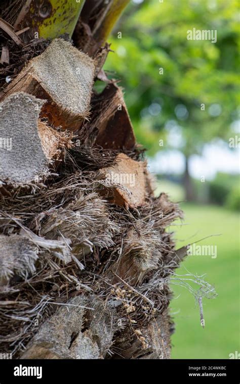 Palm Tree Trunk Close Up Photo Summertime Stock Photo Alamy