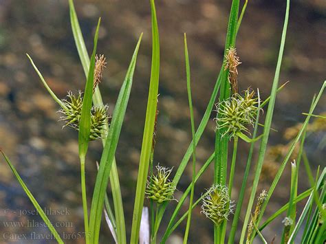 Carex Flavella Flava Alpina Ostřice žlutavá Alpen Gelb Segge