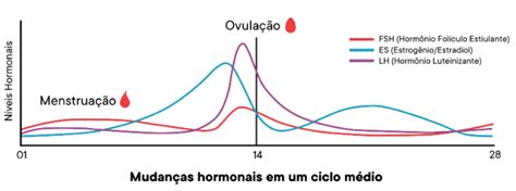 Ovula O O Que E Como Saber Se Estou Ovulando Ceverj Histerolap