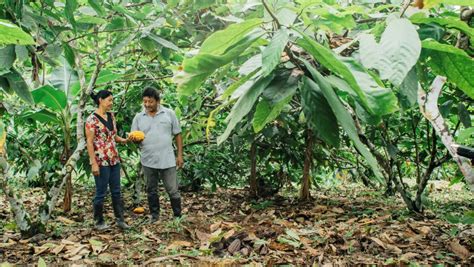 Arranca Proyecto Para Apoyar A Pequeños Productores De Cacao En Manabí Y Esmeraldas