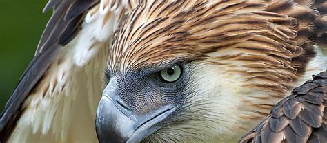 The Rare Philippine Eagle | Critter Science