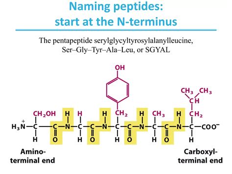 Biochemistry Ch3 Amino Acids Peptides Protein