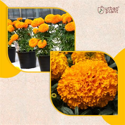 Marigold Big Flower Seeds