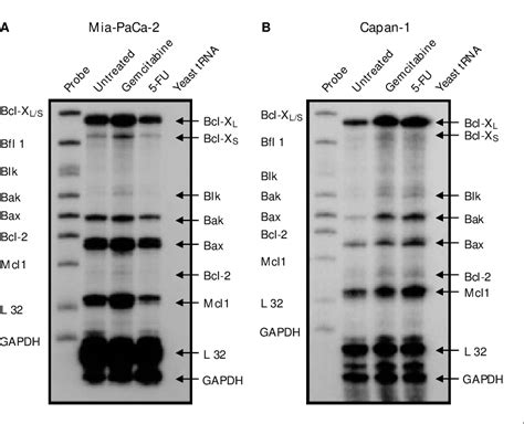 Figure 3 From Acquired Resistance Of Pancreatic Cancer Cells Towards 5