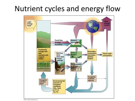 Ppt The Cycling Of Matter In Ecosystems Powerpoint Presentation Free