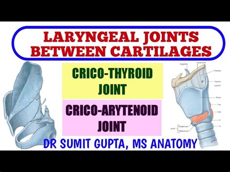 Cricothyroid Joint