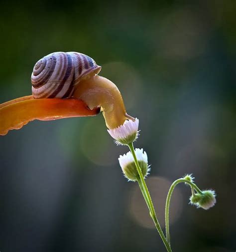 Stunning Macro Photography Of Snail By Vyacheslav Mishchenko Design Swan