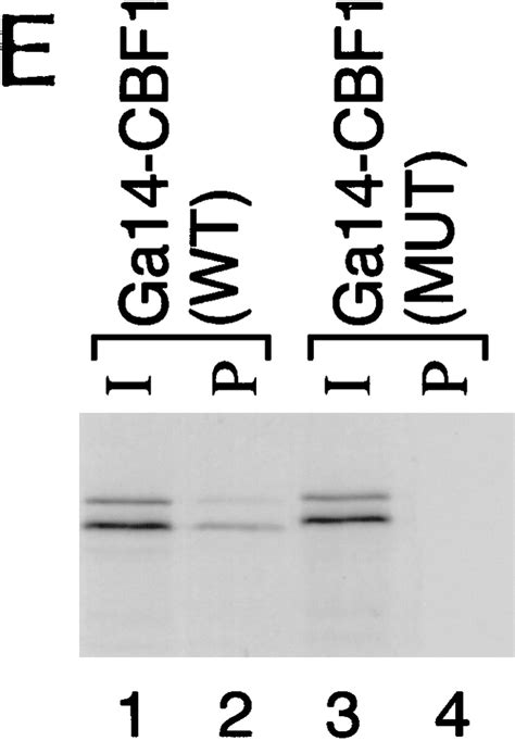 A Histone Deacetylase Corepressor Complex Regulates The Notch Signal