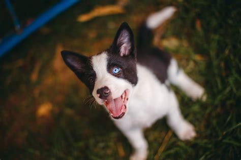 Black And White Border Collie Puppy · Free Stock Photo