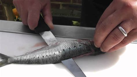 Passionate About Fish How To Prepare Sardines Youtube