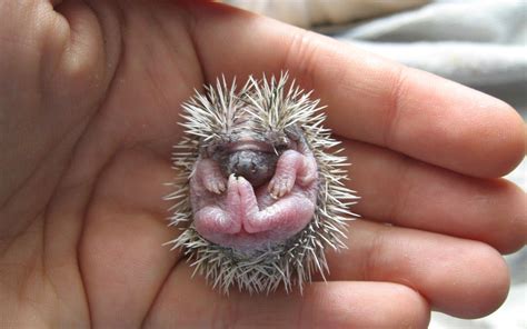 Baby Hedgehog wlppr Episode 834 Baby hedgehog Bébés animaux