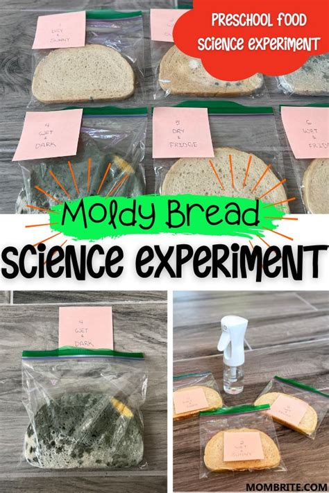 Moldy Bread Experiment What Makes Mold Grow School Science