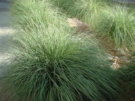 Landscaping with ornamental grasses in Arizona – Arizona Desert Xeriscape