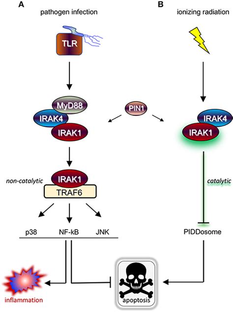 Frontiers Targeting The Innate Immune Kinase Irak1 In Radioresistant