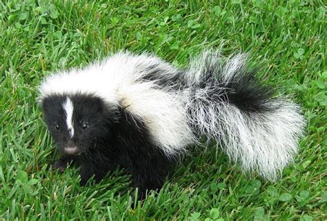 Skunk Facts - Animal Facts Encyclopedia