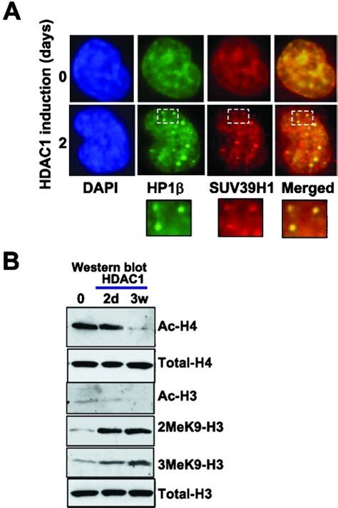 HDAC1 Induces Features Of Heterochromatinization A Colocalization Of