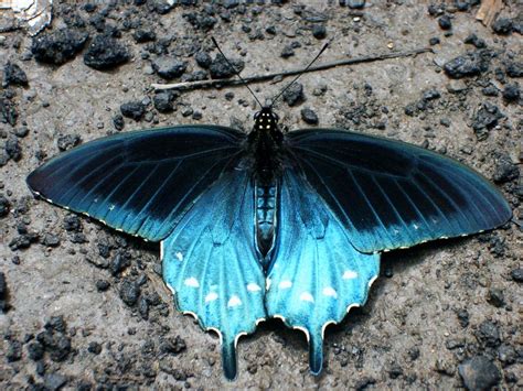 Blue Moth A Photo On Flickriver