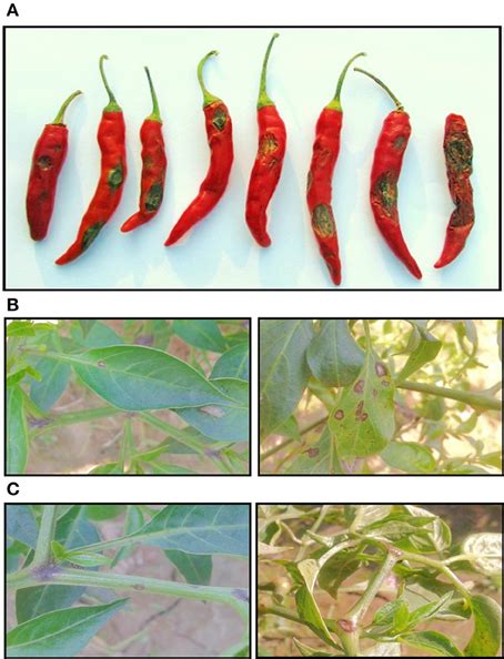 Frontiers Chilli Anthracnose The Epidemiology And Management