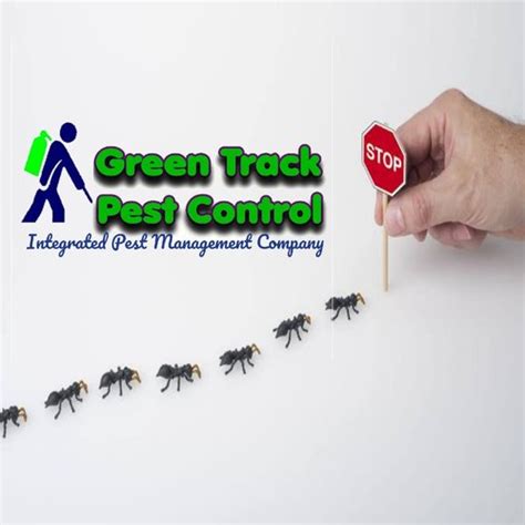 Ants Control Service At Rs 1square Feet Ants Pest Control Service