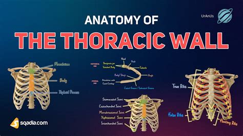 Anatomy Of The Thoracic Wall