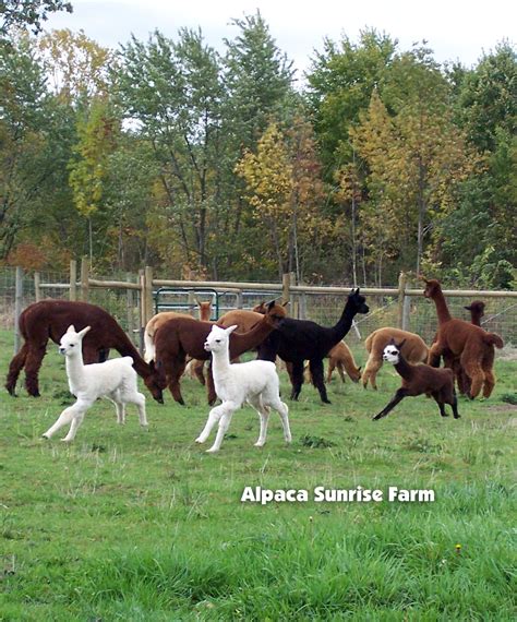 Huacaya Alpacas Alpaca Sunrise Farm Is A Full Service Alpaca Farm