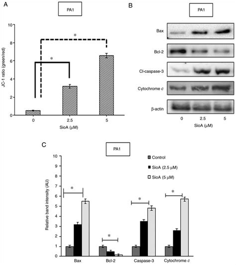 Siomycin A Induces Reactive Oxygen Speciesmediated Cytotoxicity In