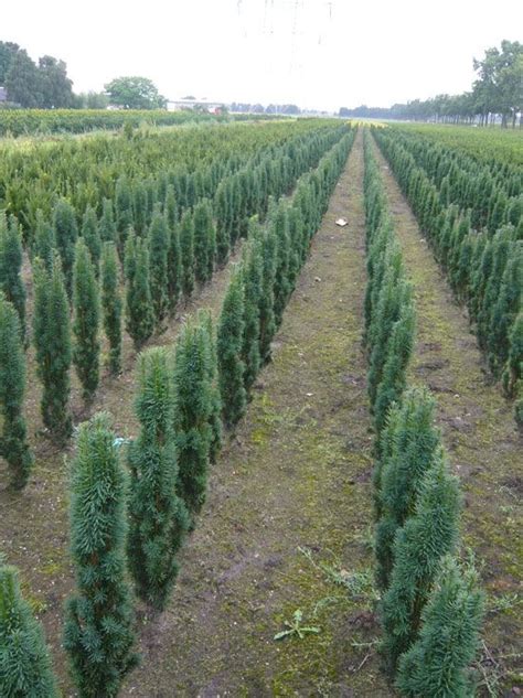 Schmale Säulen Eibe Taxus baccata Fastigiata Robusta kaufen