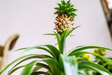 Growing Gold: Essential Techniques for Planting Pineapples