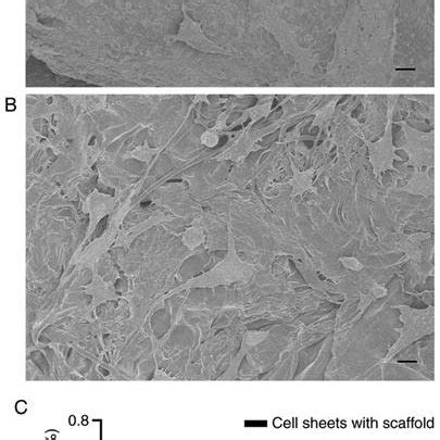 Morphology Of Adipose Derived Stem Cells At A P And B P Under An