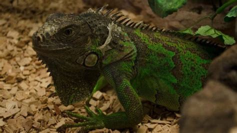 Iguana Shedding: Signs and How to Care