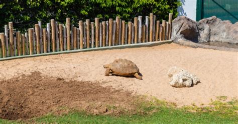 How to Build an Outdoor Tortoise Enclosure